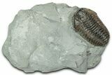 Prone Flexicalymene Trilobite - Mt Orab, Ohio #358147-1